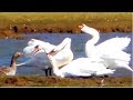 Mute Swans Fighting