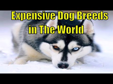 Expensive Dog Breed