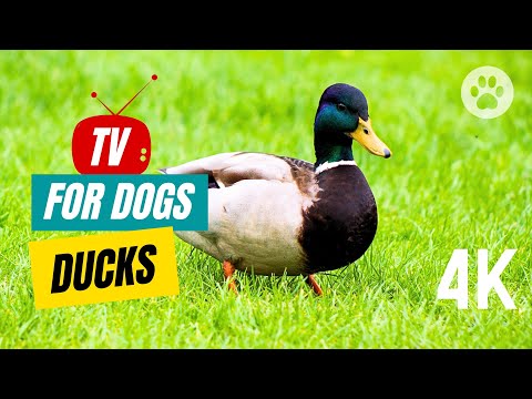 TV for Dogs Ducks 🐶🦆 Soothing Dog TV for Dogs to Watch and Relax