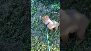 Video preview image #1 Pomeranian-Unknown Mix Puppy For Sale in Tampa, FL, USA