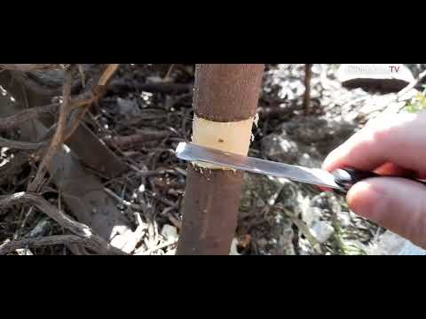 How to aerial root figs? The rooted result is in the same video!