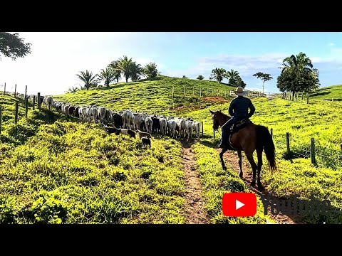 YOU NEED TO SEE THIS! 😱 Border Collies Dominate 316 Calves Without a Chance