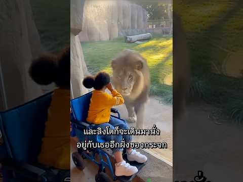 ไม่มีใครรู้ว่าสิงโตก็ร้องไห้เป็น