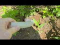 Alternative Method for Handling Rats in Port Reading, NJ