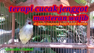 Download lagu masteran wajib cucak jenggot | terapi cucak jenggot | Givendra Chanel mp3