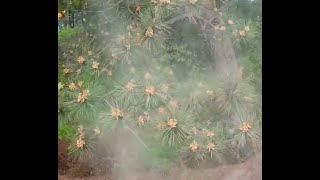 N.J. is experiencing a pollen invasion and it'll get worse before it gets better