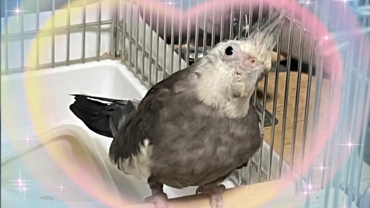 大切なつばさへ　@bellwo5963