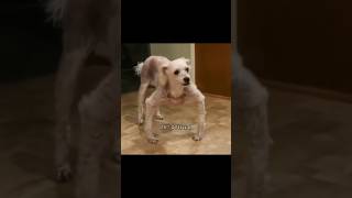 Download lagu INILAH SKINWALKER YANG MENYAMAR SEBAGAI HEWAN #shorts #short #shortvideo mp3 Download lagu INILAH SKINWALKER YANG MENYAMAR SEBAGAI HEWAN #shorts #short #shortvideo mp3