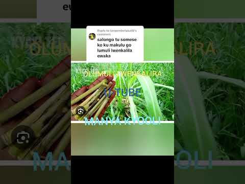 OLUMULI LWENKALIRA (07,62,41,30,13)