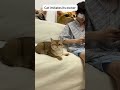 A Cat That Imitates Humans Catsruleeverythingaroundme Pets Cat Animals