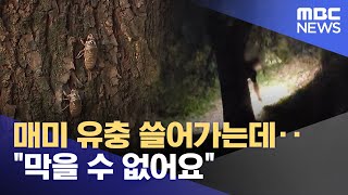 매미 유충 쓸어가는데‥"막을 수 없어요" (2025.08.04/뉴스투데이/MBC)