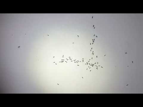 Ants Pouring Out From the Window in Ocean...