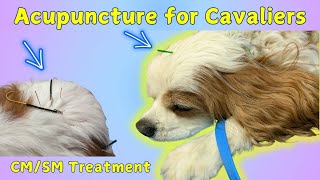 Acupuncture and Electro Acupuncture for Chiari Malformation in Cavaliers | Natural Treatment