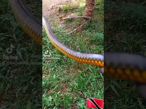 Bounce Up: Yellow Matchete or Matchete Savanne (Chironius carinatus) #snake #reptile #trinibago
