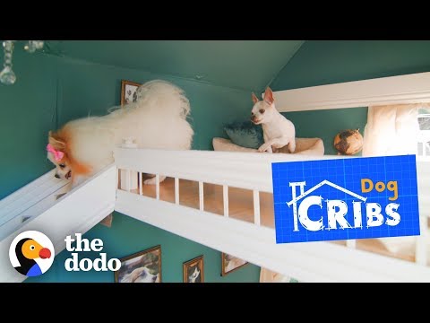 今までで一番豪華なドッグハウスを見学してみよう！｜ザ・ドードー (Take a Tour of The Most Luxurious Dog Houses Ever | The Dodo)