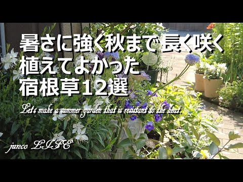 夏中花を咲かせる多年草。よく設計された庭園には、葉が印象的な人気の植物が含まれています。