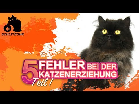 🔥5 Mistakes in Cat Training | Tips for Training Cats | Training Cats | Part 1