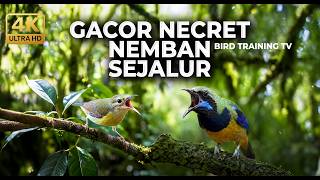 Download lagu 🔴 Live Tembakan Cucak Cungkok Super Gacor Necret Ngemban vs Kolibri Manggar Betina Gacor Tajam mp3 Download lagu 🔴 Live Tembakan Cucak Cungkok Super Gacor Necret Ngemban vs Kolibri Manggar Betina Gacor Tajam mp3