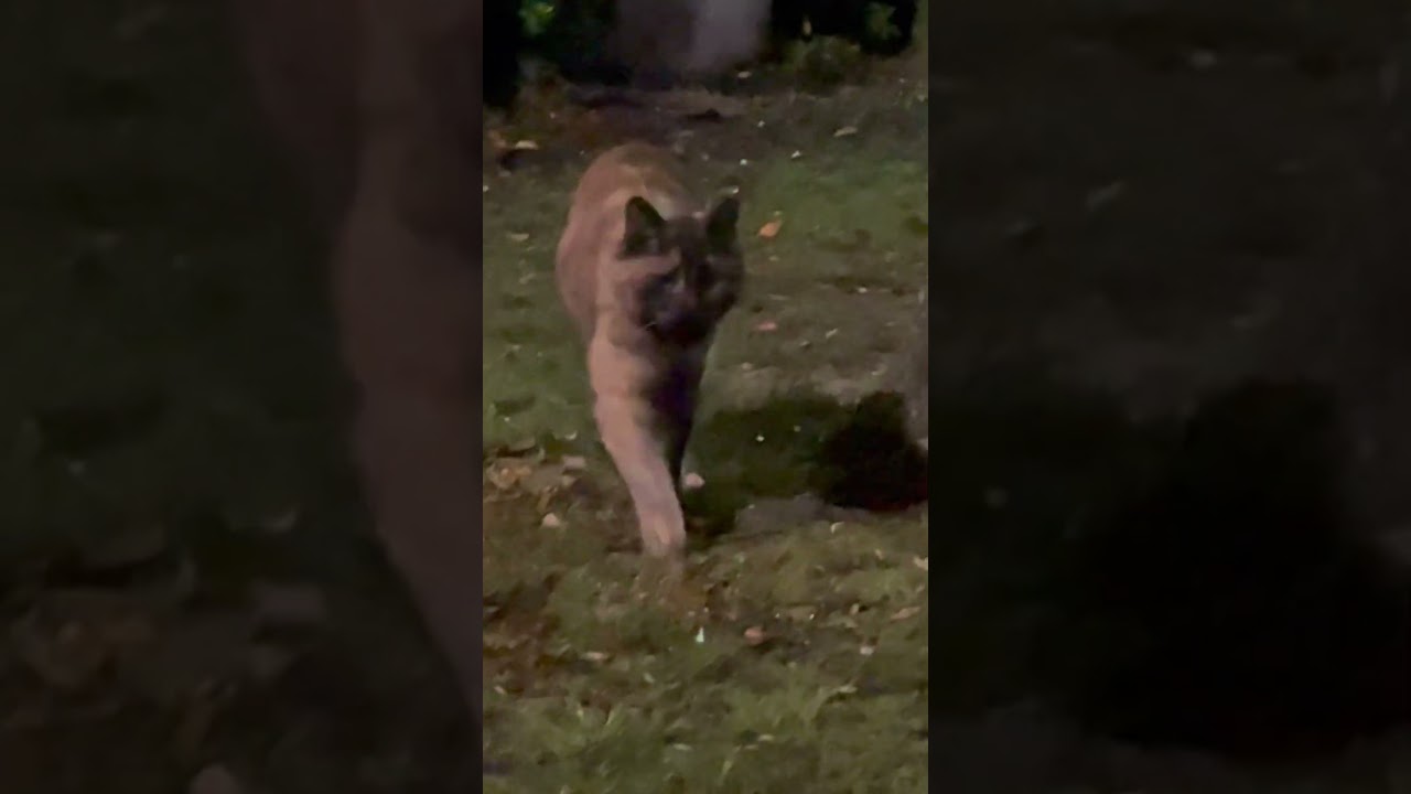 深夜のまったりにゃんこ三銃士。#猫動画ショート