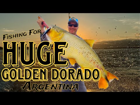 Monster Golden Dorado Fishing in Argentina! | Wild Action on the Paraná River!