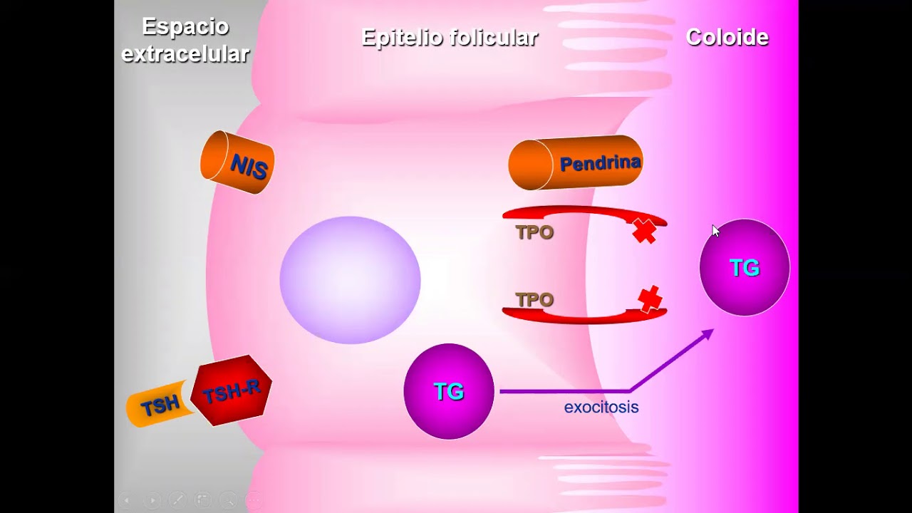 Farmacos Tiroideos 1era parte