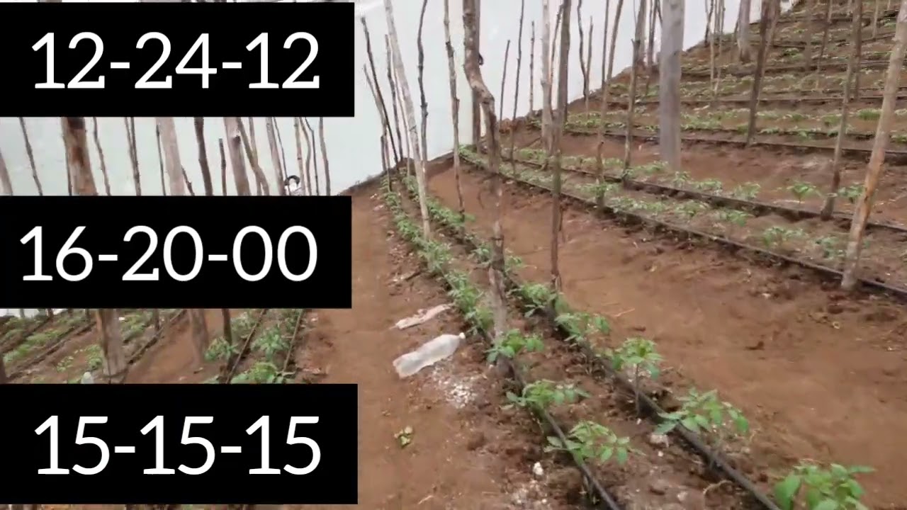 Watch FERTILIZACIÓN de Inicio en el cultivo de TOMATE. Now FERTILIZACIÓN de Inicio en el cultivo de TOMATE.