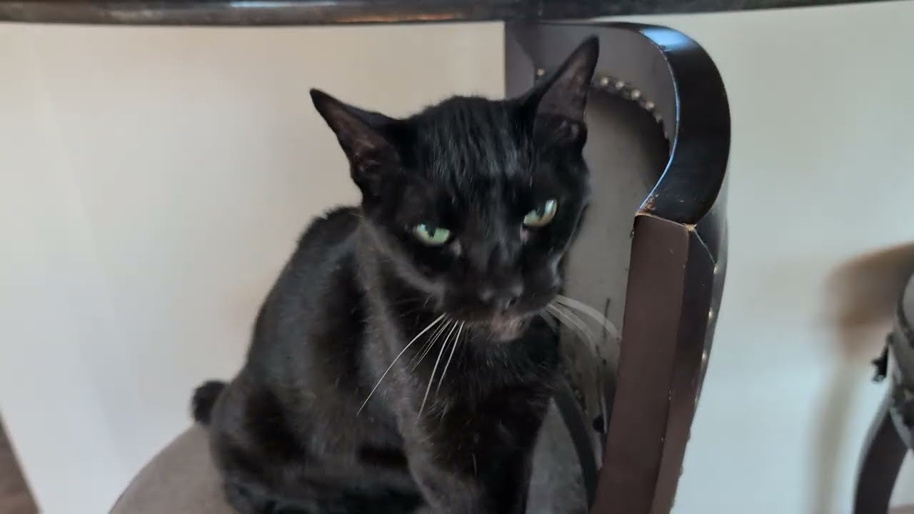 Meet Clinton, the anti-DMCA cat 