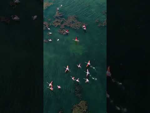 Nature is best place to heal #cover #automobile #musicgenre #travel #carvibes #fantasticcars #viral