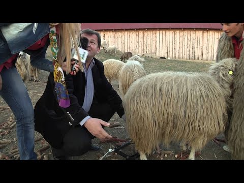 Lorenna va arata CUM SE MULGE OAIA