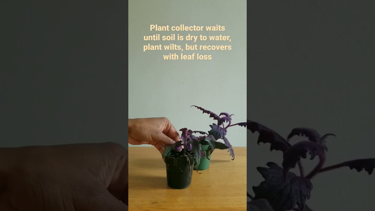 Plant wilts when soil is dry, recovers with some leaf loss - #indoorplants #plantcare #houseplants