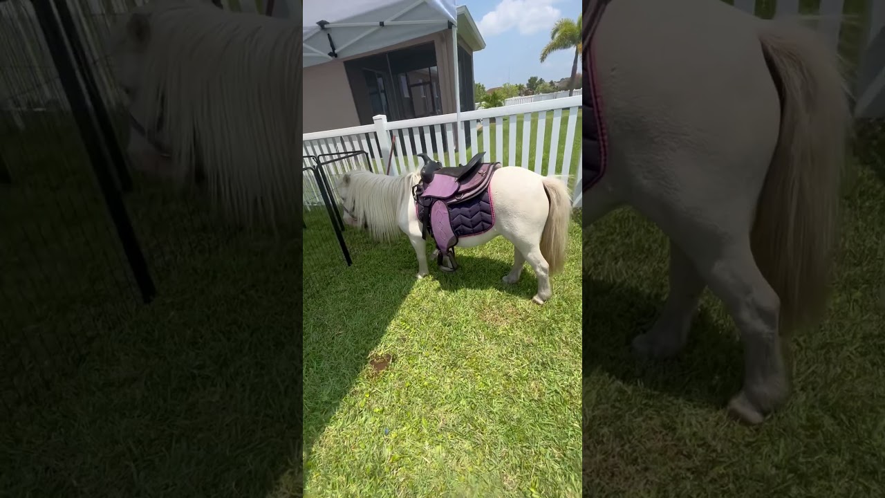 Promotional video thumbnail 1 for Angela’s petting zoo