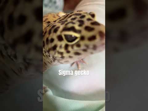 Sigma gecko