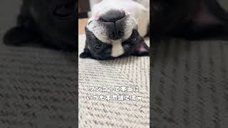 【frenchie】苦しくないのかな？"Are you not in pain?"😓#shorts