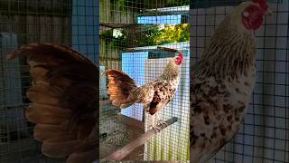 Download lagu benabae napakaganda oh 🐓💪💪 mp3