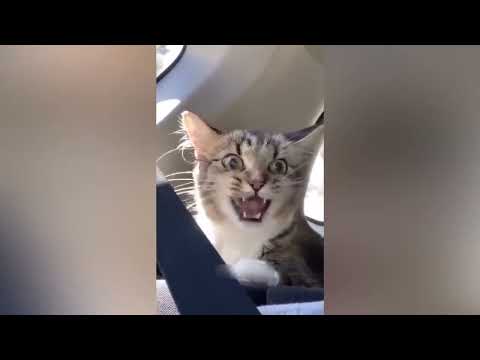 View amazing video of funny dog and cat lovers.