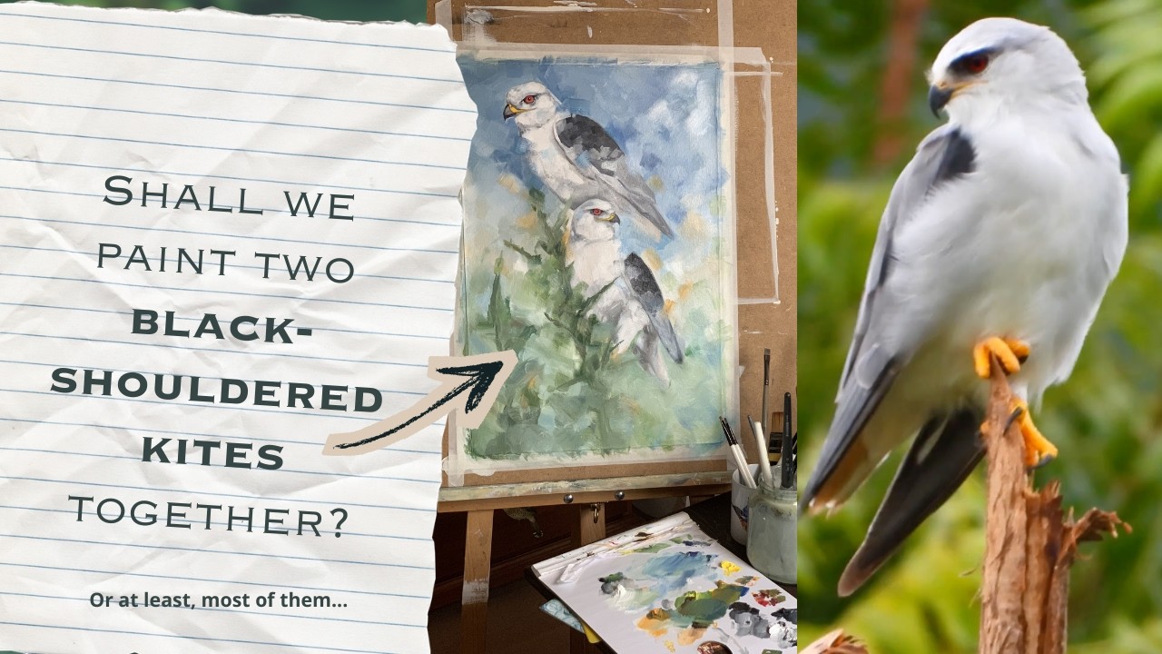 Black-Shouldered kites #1