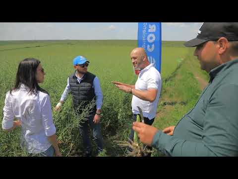 Testimonial Ciprian Hristea & Lucian Lungu - Agricola Targu Frumos - despre hibridul de rapita PT303