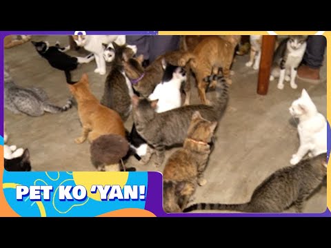 Pet ko 'yan: Cat House sa Cavite, may halos 200 pusa Frontline Weekend