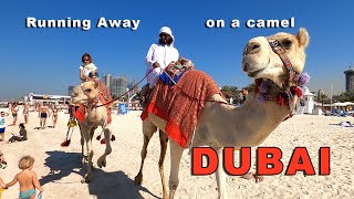 Running away to the desert on a camel
