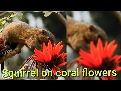 Squirrel, the cute little animal #cuteanimal #wildlife #animallife #nature #viralvideo #squirrel