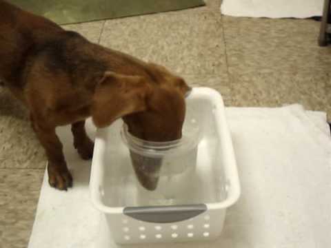 Doxie Jon Jon Dives for Lettuce