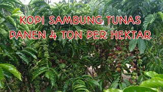 Download lagu grafted coffee harvests 4 tons per hectare mp3