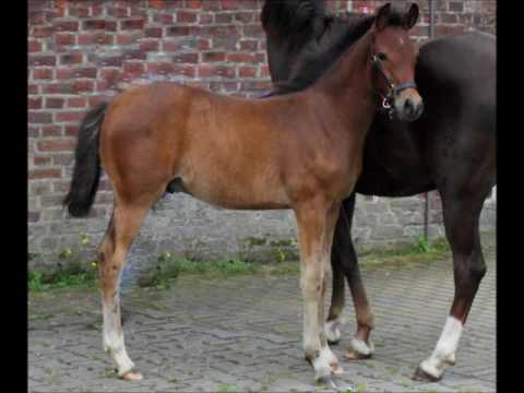 Hengstfohlen 2016 von Valerius [Vivaldi x Notre Beau] aus der Red Honey [Oosteinds Ricky x Halifax]