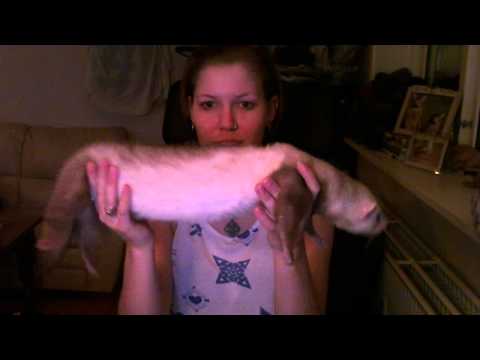 YouTube video about: Why are ferrets so flexible?