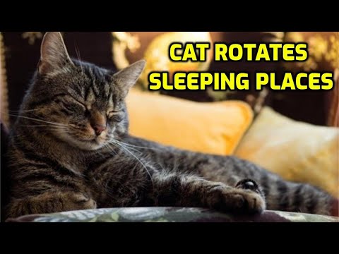 Why Do Cats Suddenly Change Where They Sleep?