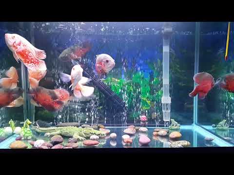 花豬魚混養