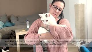 Imani, Snoopy & Co.: Katzen vom Tierschutzverein Werratal suchen ein Zuhause