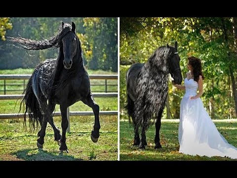 Este cavalo foi considerado um dos mais bonitos do Mundo!