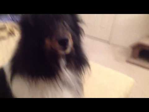 Pharyngeal/Tonsils Lymphoid Hyperplasia, 4 year old sheltie