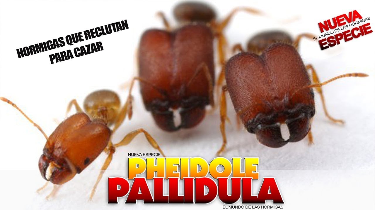 PHEIDOLE PALLIDULA | Hormigas que reclutan para cazar